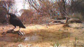 preview picture of video 'Australian Raven killing and eating a Western Bearded Dragon'