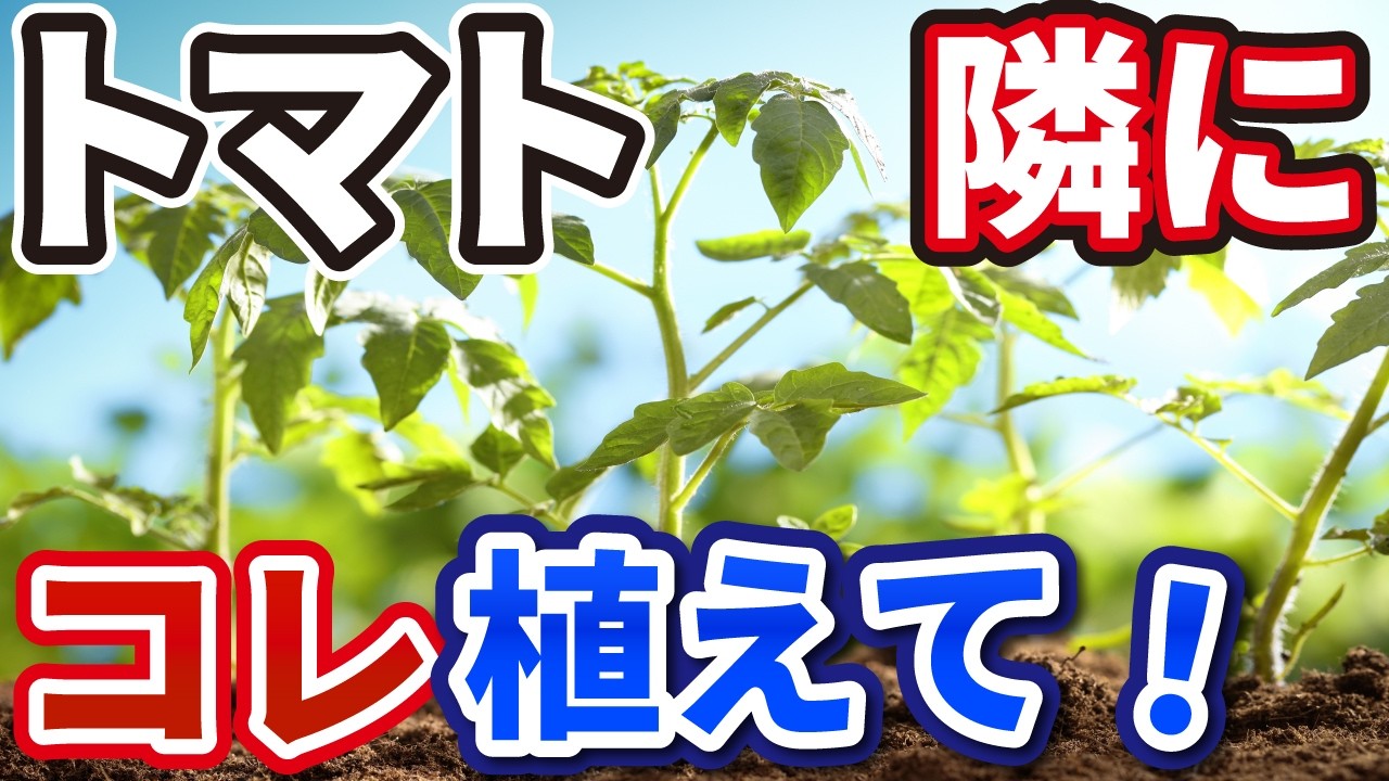 知らないと損！トマトの隣に〇〇を植えるだけで収穫量が爆増する