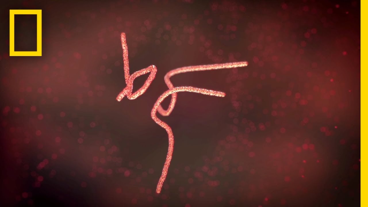 The Ebola Outbreak of 1976 | Going Viral