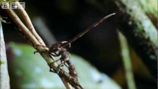 Cordyceps Attack of the Killer Fungi Video