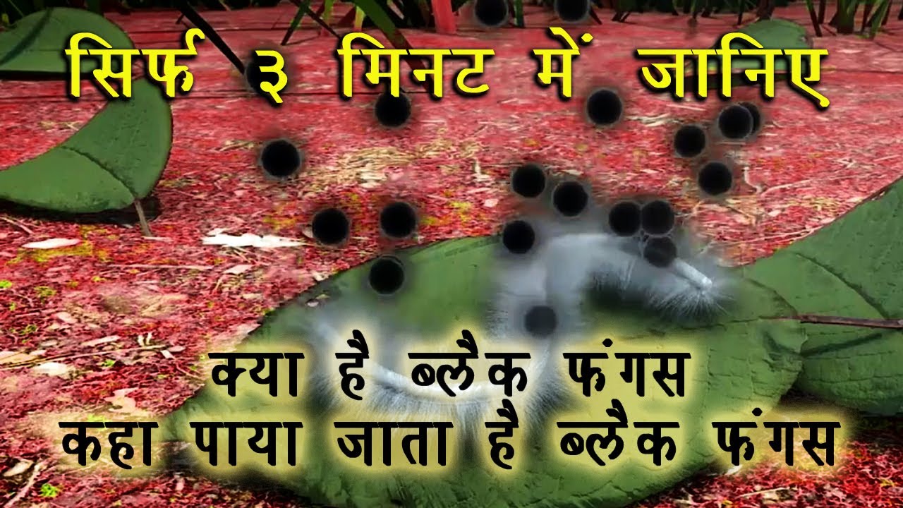 जानिए क्या है ब्लैक फंगस कहा पाया जाता है ब्लैक फंगस Kya hai Post Corona Connection