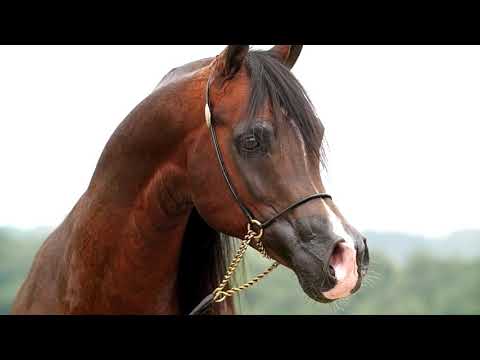 Arabian Horse Magazine -Kanz_new_ Video 2018-08-26 at 15.31.04