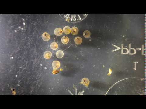 Phenacogrammus aurantiacus eggs and larva