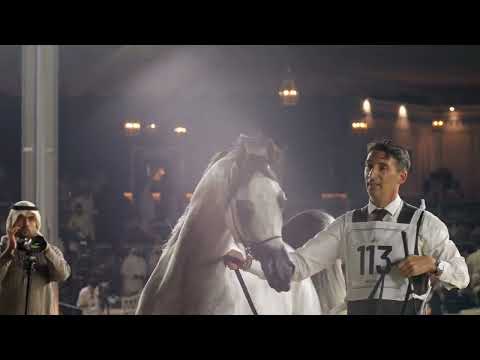 D SHAHHAR - Class Winner Junior Colts Class 5B, WAHC 2023