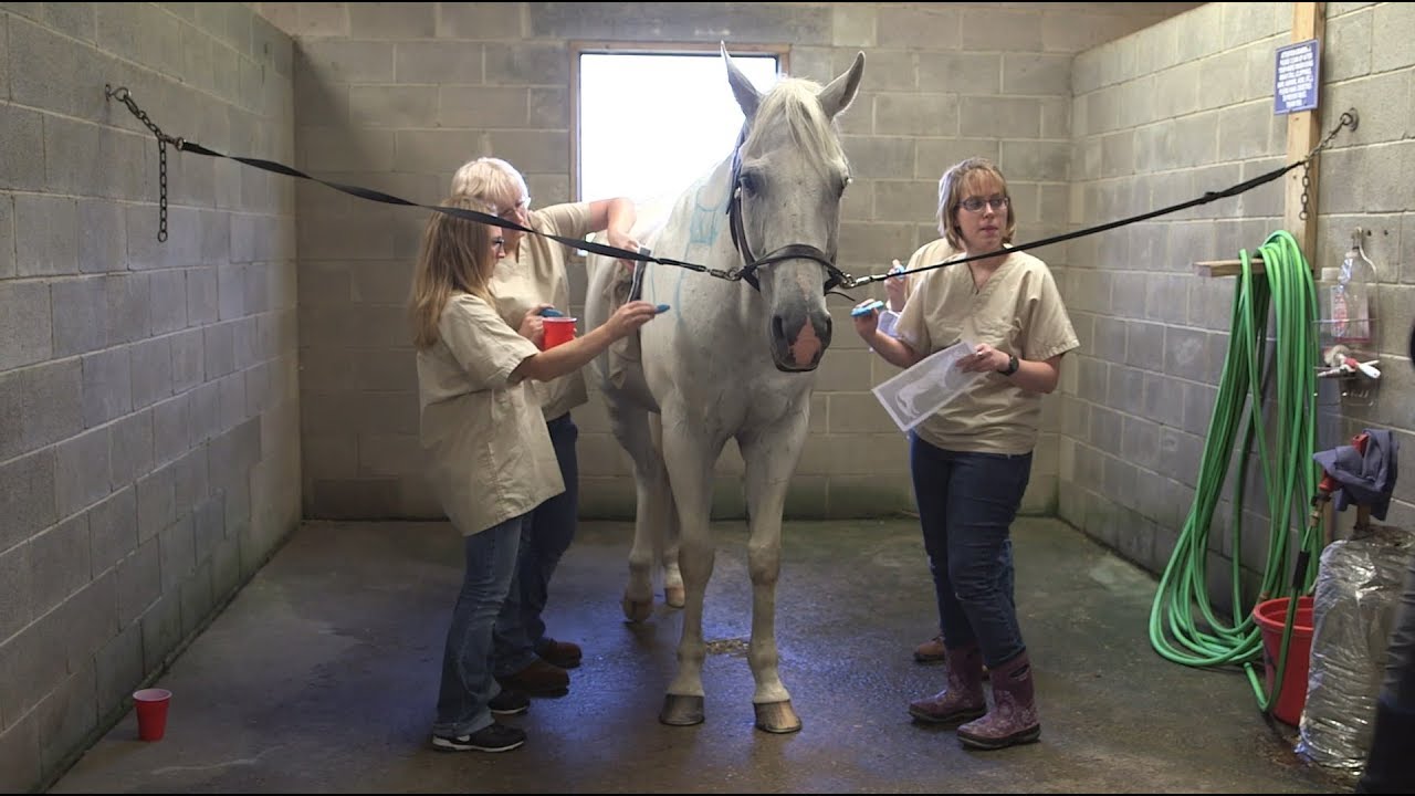 TCC Program Spotlight: Veterinary Assistant