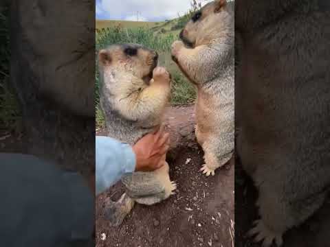 bobr bober wombat #bobr #kurwa #polish #bober #wombat