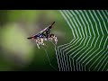 Spider Making A Web Spiny Orb Weaver Spider