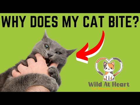 Why Does My Cat Bite!