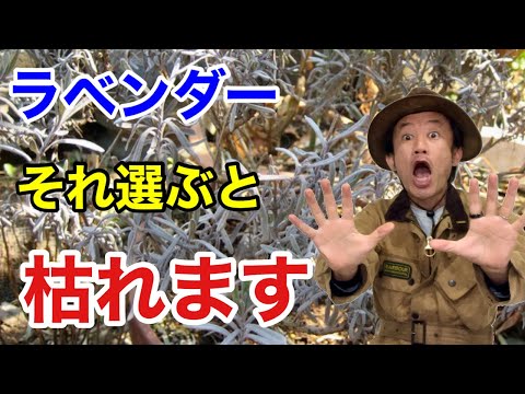 ラベンダー「ムンステッド」 植物