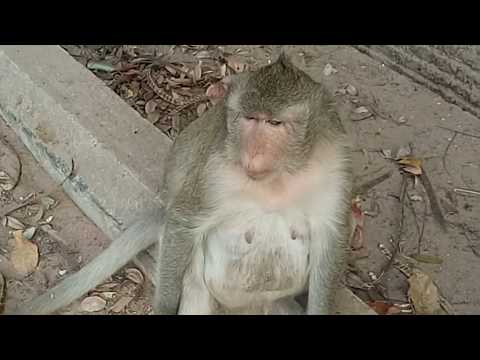 bongsamy#cambodia#2019Enjoy watching the monkey 's journey//13/03/2019