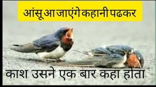 true love story of two birds /heart touching love story ❤️