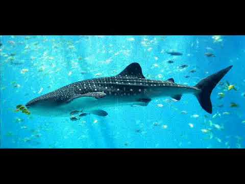 Miramare - Miramare: Velká ryba/ The big fish (part 3)