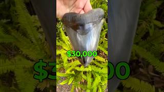 Download lagu I Found A Megalodon Shark Tooth While Fossil Hunting! mp3