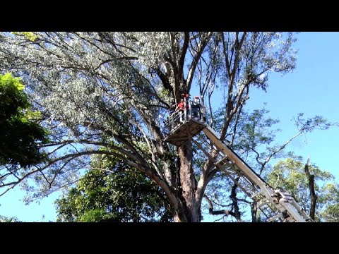 Eucalipto é retirado do Jardim Público