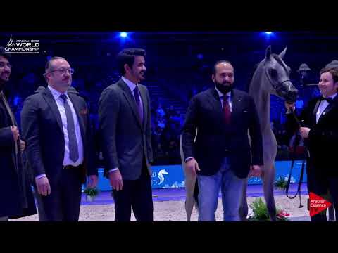 1 st Place  N.73 FIGARO - Paris 2017 - Yearling Colts Championship (Class CM10)