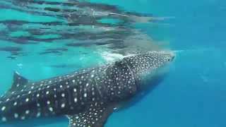preview picture of video 'Nager avec les requins baleine aux Philippines (Oslob)'