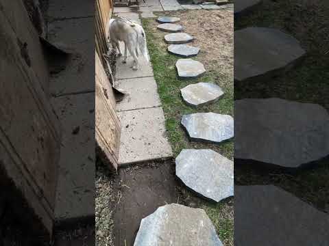 Small Backyard Makeover | Before and After