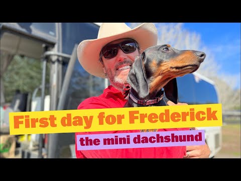 First Day at the farm for Frederick the Mini Dachshund Puppy