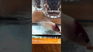 ベタ販売中です!タイ産ハイクオリティのベタが簡単に購入できるようになりました😆✨