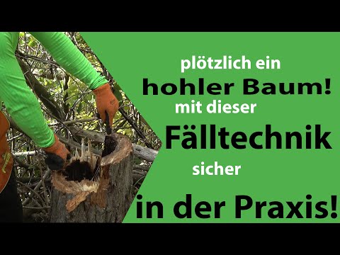 Sichere Fällung, wenn der Baum plötzlich hohl ist?