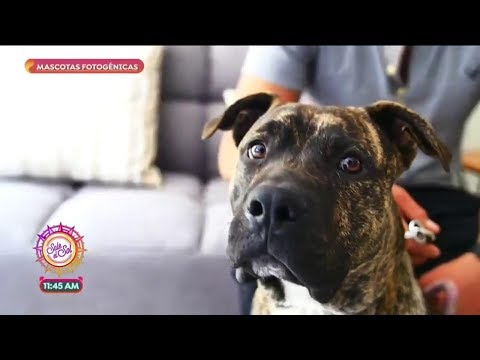 ¡Ana Alicia estuvo en una sesión de fotos para perros! | Sale el Sol