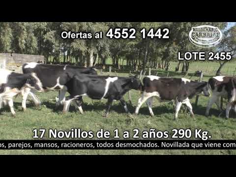 Lote 17 Novillos 1 a 2 años 17 HO 290kg -  en Punta de San Martín - R 55 a 5 km de Rodó