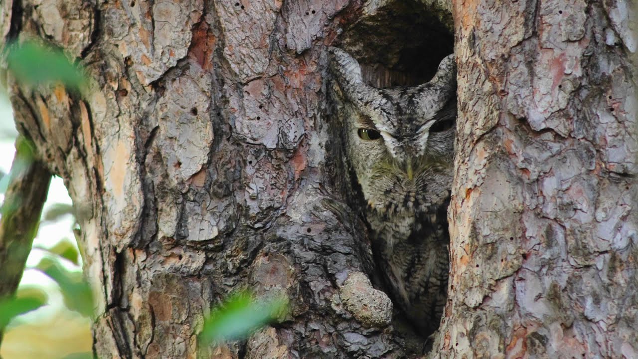 Through the Lens: Eastern Screech-Owl Camouflage Through the Lens: Eastern Screech-Owl Camouflage