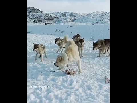 Central Asian Shepherd Dog Alabai vs Wolf 🐺