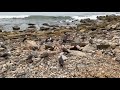 Brutal Sea Gull Attack On Pepperoni Pizza From Tumbys