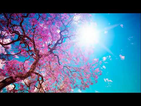 Odmori se uz ovo smirujuće učenje Kur'ana | Sura Tā Hā