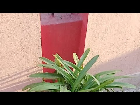 Best Video Please Like Share Comment