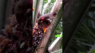 Download lagu titik lemah tupai#shorts mp3