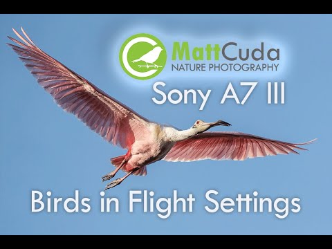 Sony A7 III Action and Birds in Flight Settings