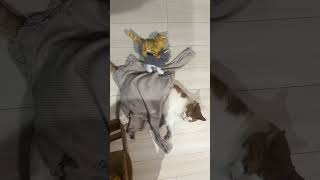 娘に錬金術され魔改造された猫