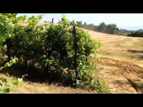 Vigneto e trebbiatura alla Fattoria Loppiano