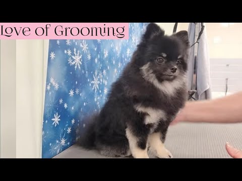 Pomeranian Puppy gets a Makeover | Grooming Tutorial