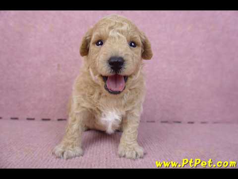 01/20泰迪比熊公幼犬2號