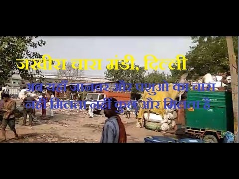 जखीरा चारा मंडी, दिल्ली