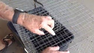 QMDC How To: make an Indian Myna trap