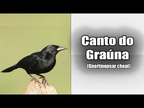 Vlhovec čopi (Gnorimopsar chopi) — video o speve a chove