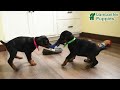 Doberman Pinscher dogs for sale: Macy - Video 1