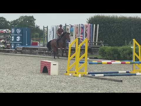 Icebreaker ( Iceman de Muze x Burggraaf) gelding born 2016