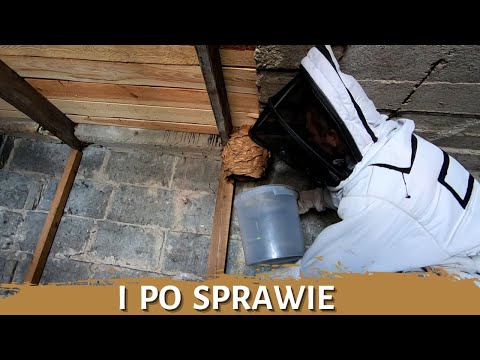 I po sprawie - usuwanie gniazda - likwidacja gniazda - gniazdo szerszeni