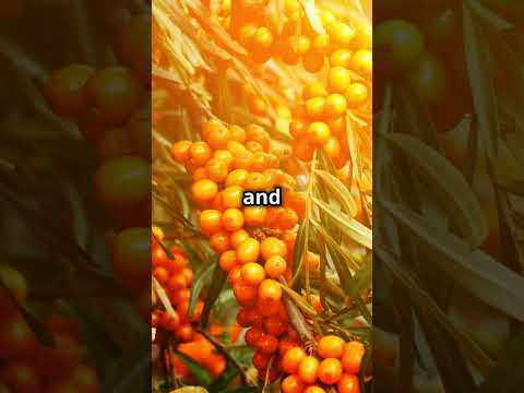 35kg Sea Buckthorn Powder