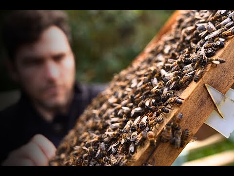 Time To Protect Your Bees: When To Add Mouse Guards