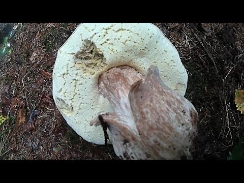 Гриби в Карпатах 2018 Грибы в Карпатах 2018 Mushrooms in the Carpathians, 2018