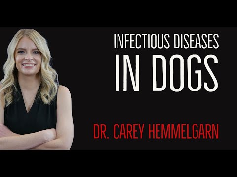 What are the most infectious diseases in dogs?