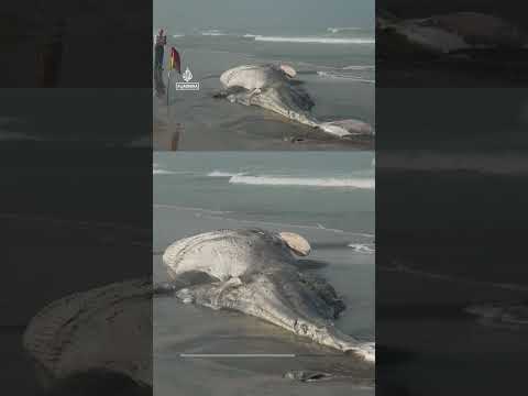 Dead whale washes ashore on beach in Mexico