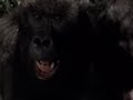 Mighty Joe Young 1999 Television Commercial Disney Home Video