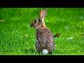 Get To Know The Cottontail Rabbit